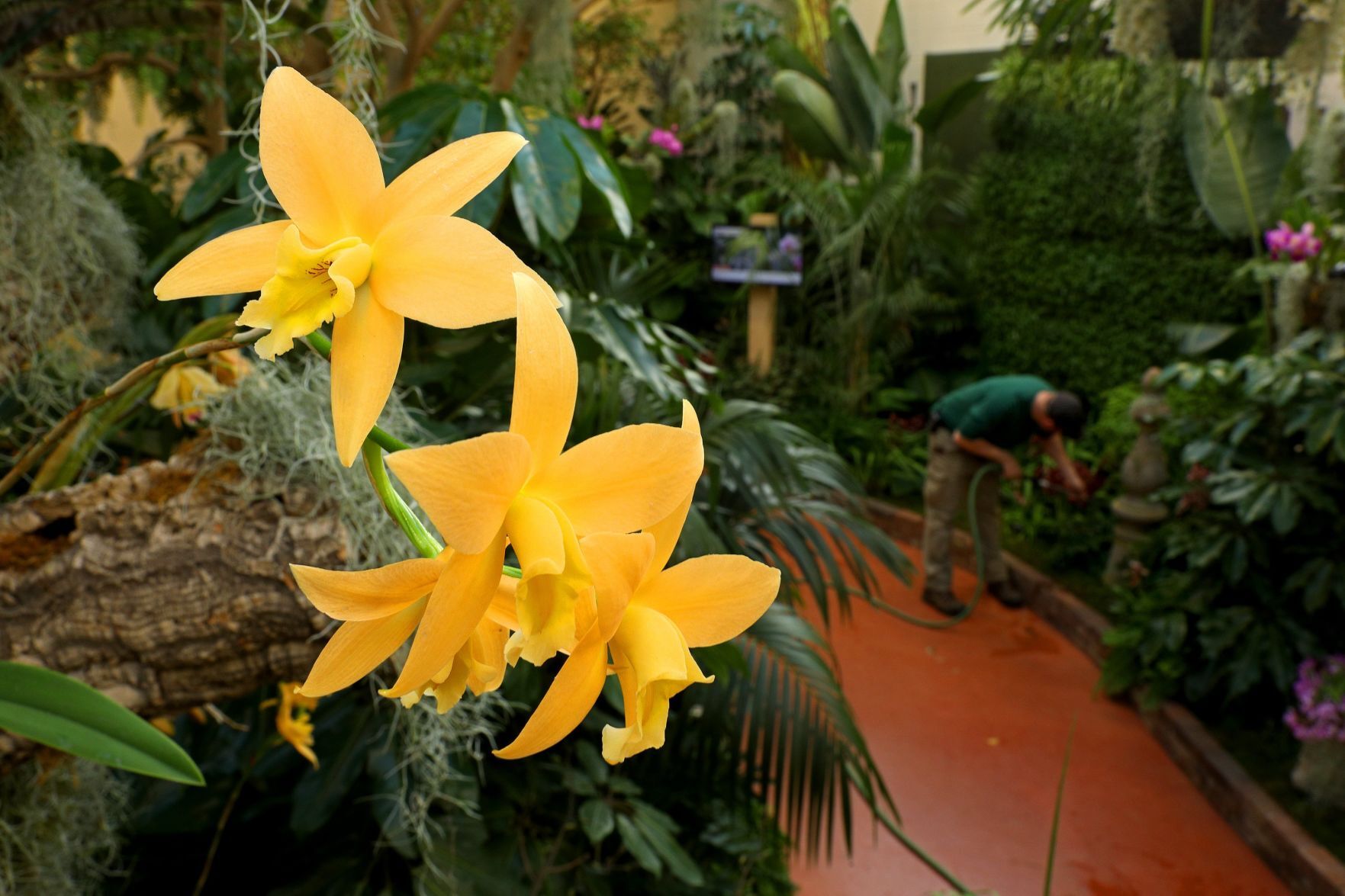 MoBot Orchid show begins